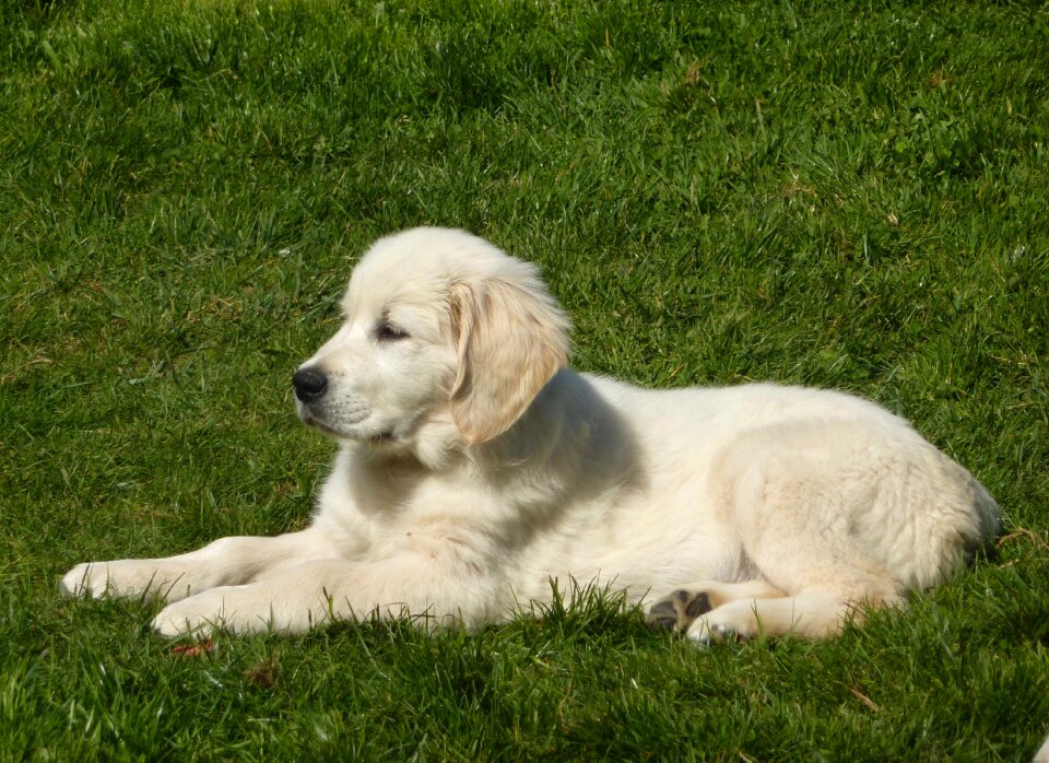 Dog lying golden retriever lawn