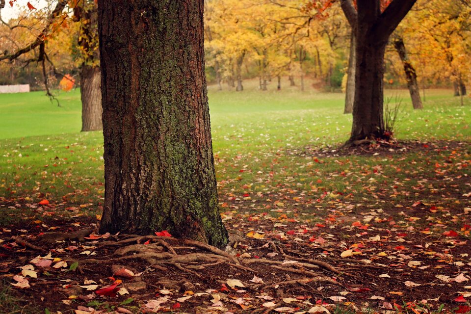 Wood season autumn photo