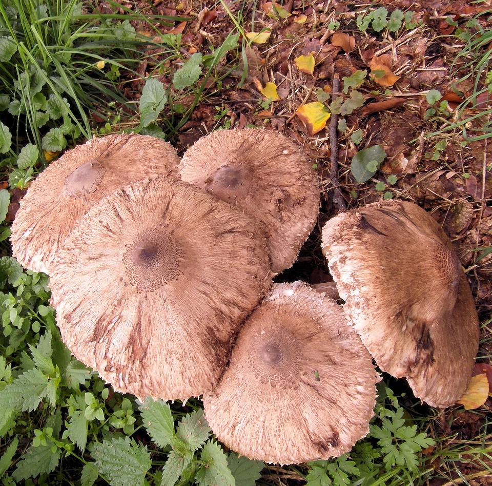Mushroom forest autumn