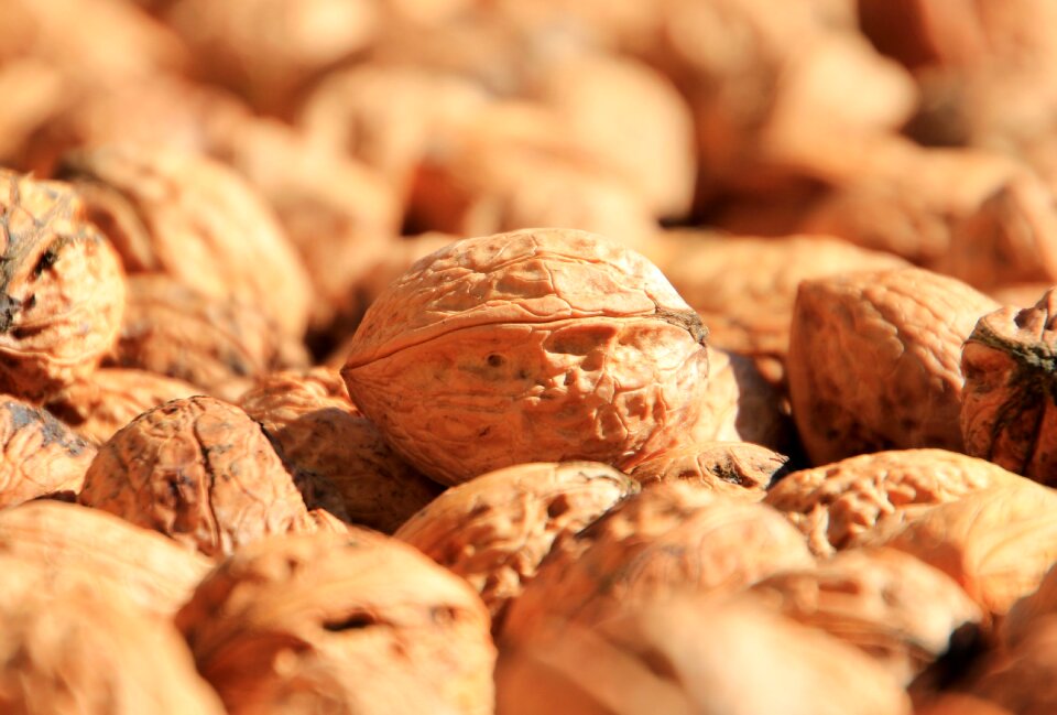 Nut tree nut nuts