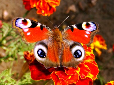 Animals butterfly painted peacock