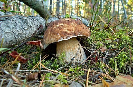 Mushroom boletus mosses