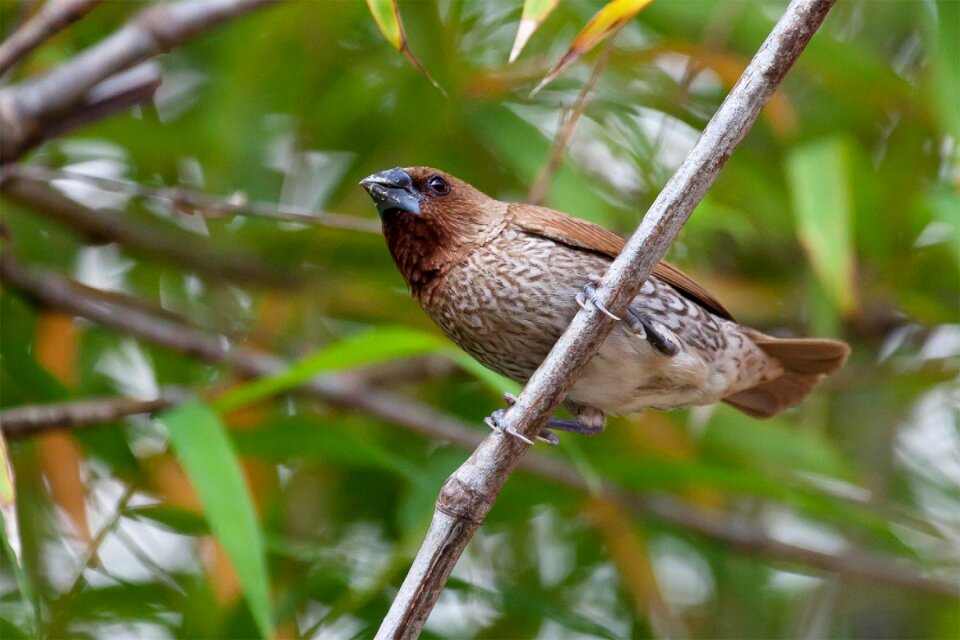 Tree animal