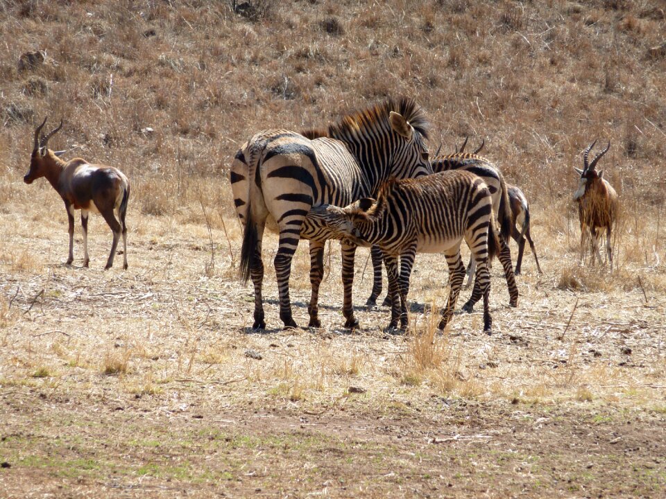 Campaign animal kingdom zebras