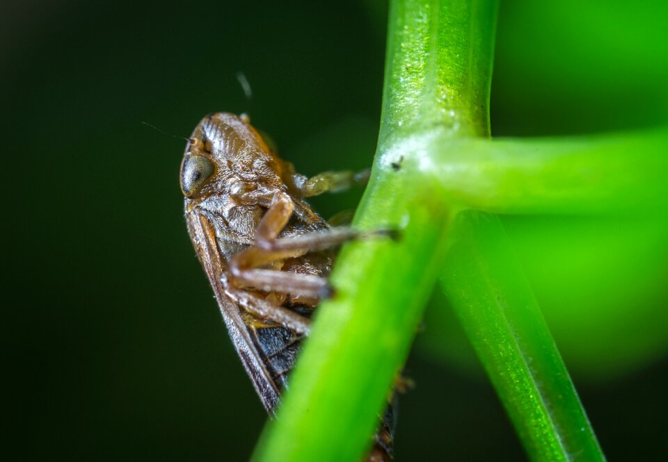 Insect for ordinary high rot leafhopper stem