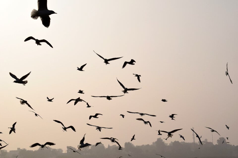 Nature goose migratory