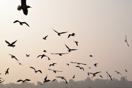 Nature goose migratory