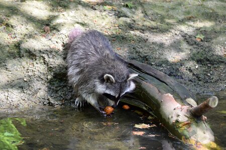 Animal waters raccoon