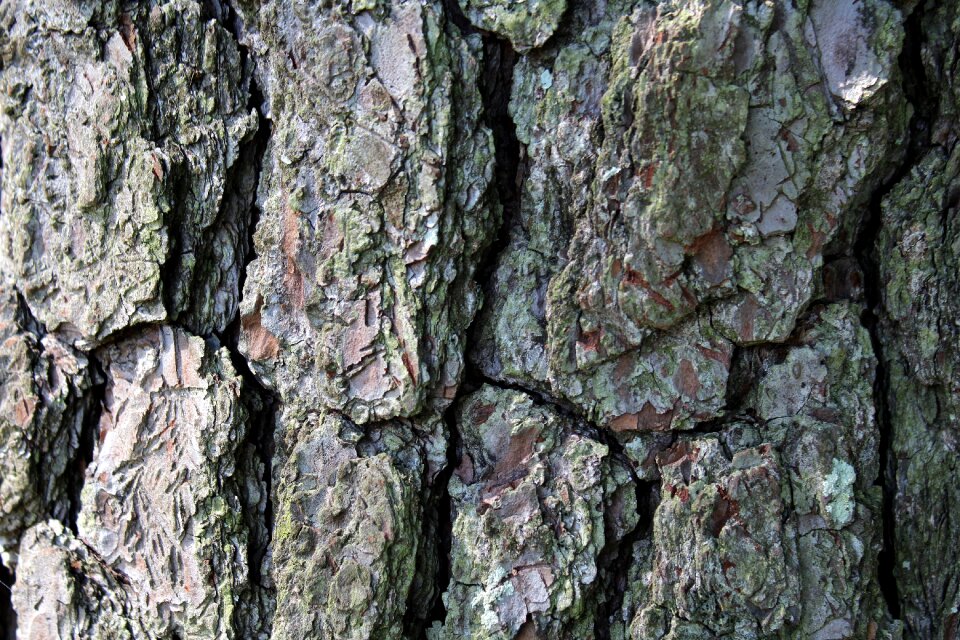 Nature trunk brown