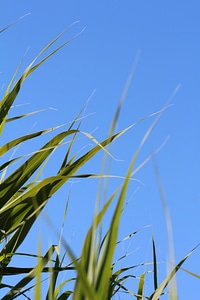 Sky blue nature