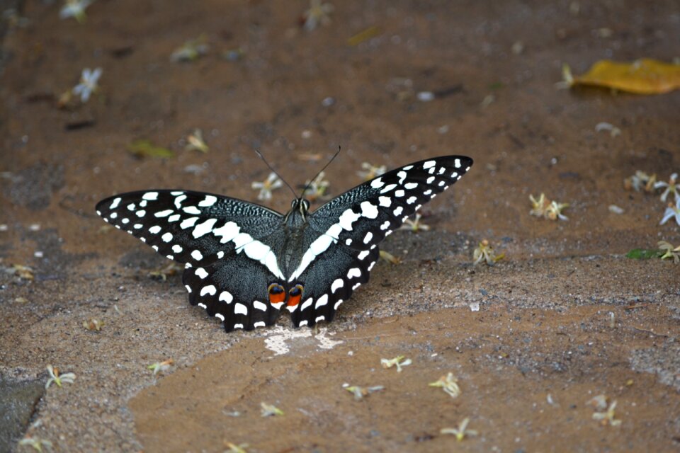 Butterfly white-black nature