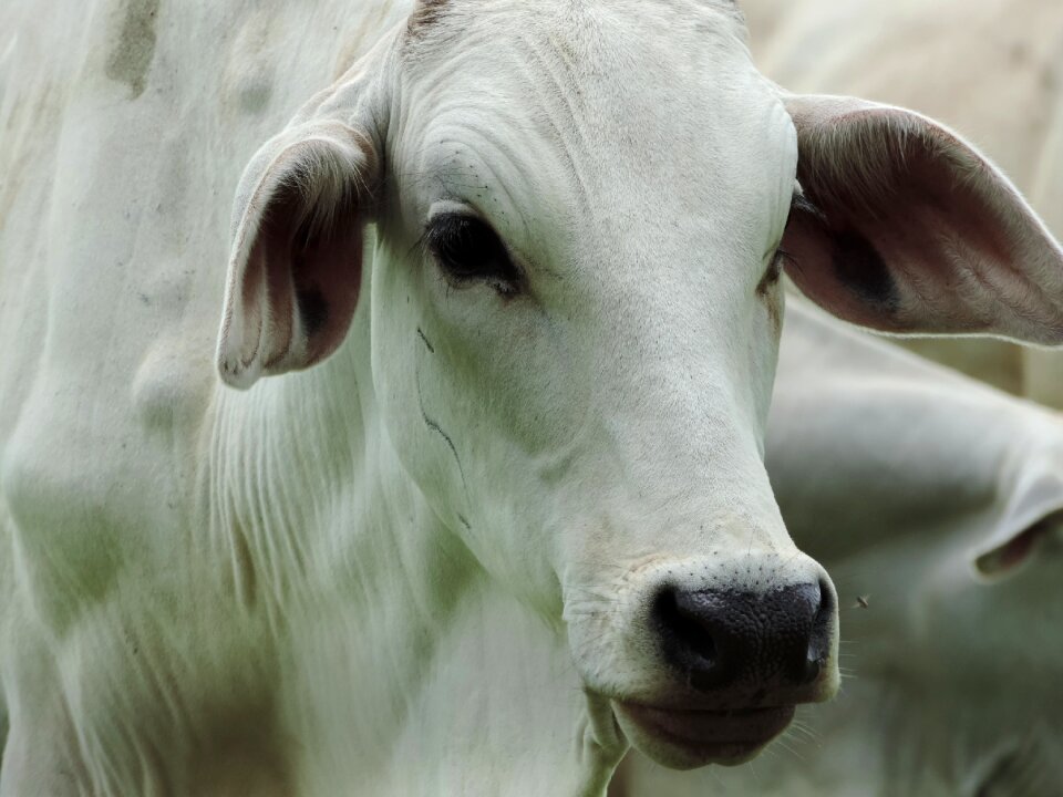 Portrait rural area cattle