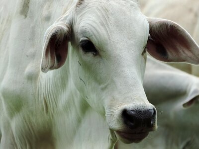 Portrait rural area cattle
