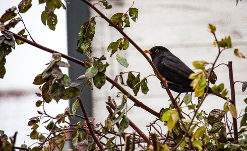 Songbird animal black photo