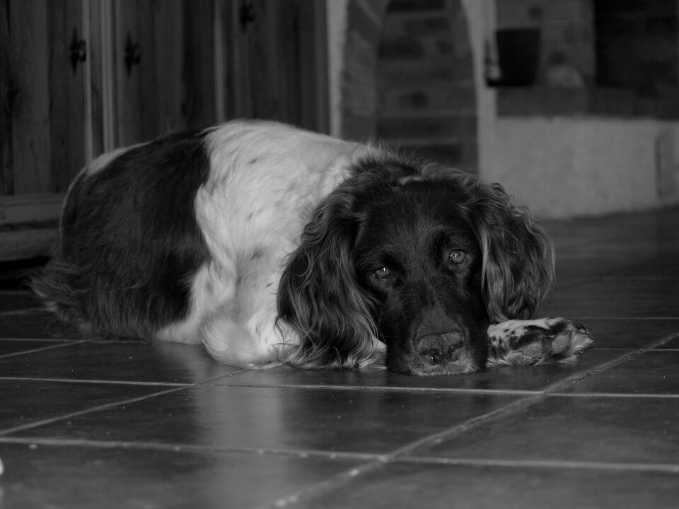 Hound animal black and white