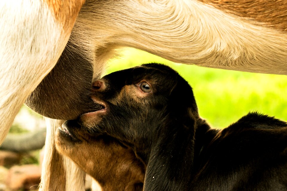 Portrait wildlife cute