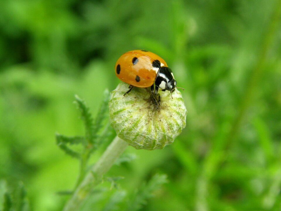 Siebenpunkt coccinella septempunctata nature
