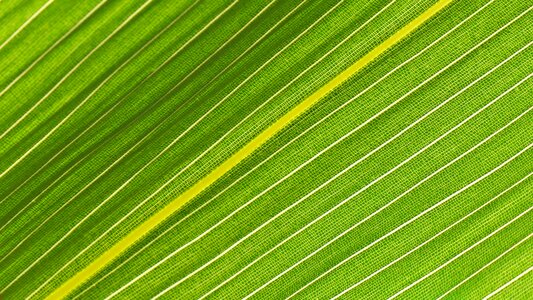 Pattern structure green photo