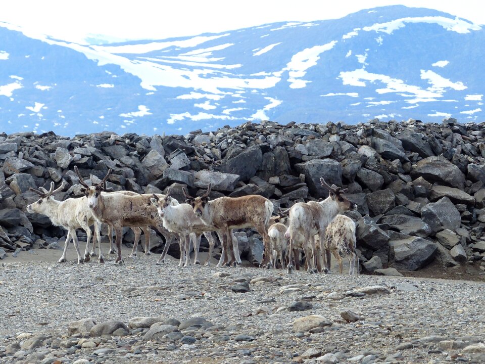 Snow landscape reindeer