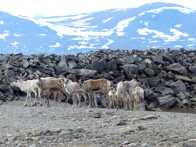 Snow landscape reindeer