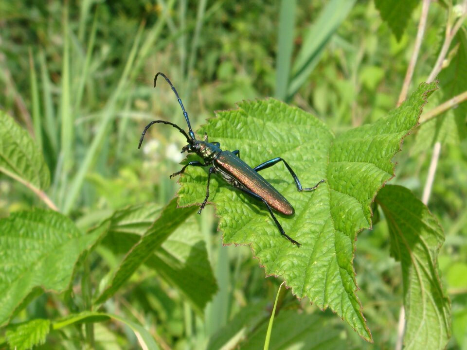 Plant animals wonnica piżmówka