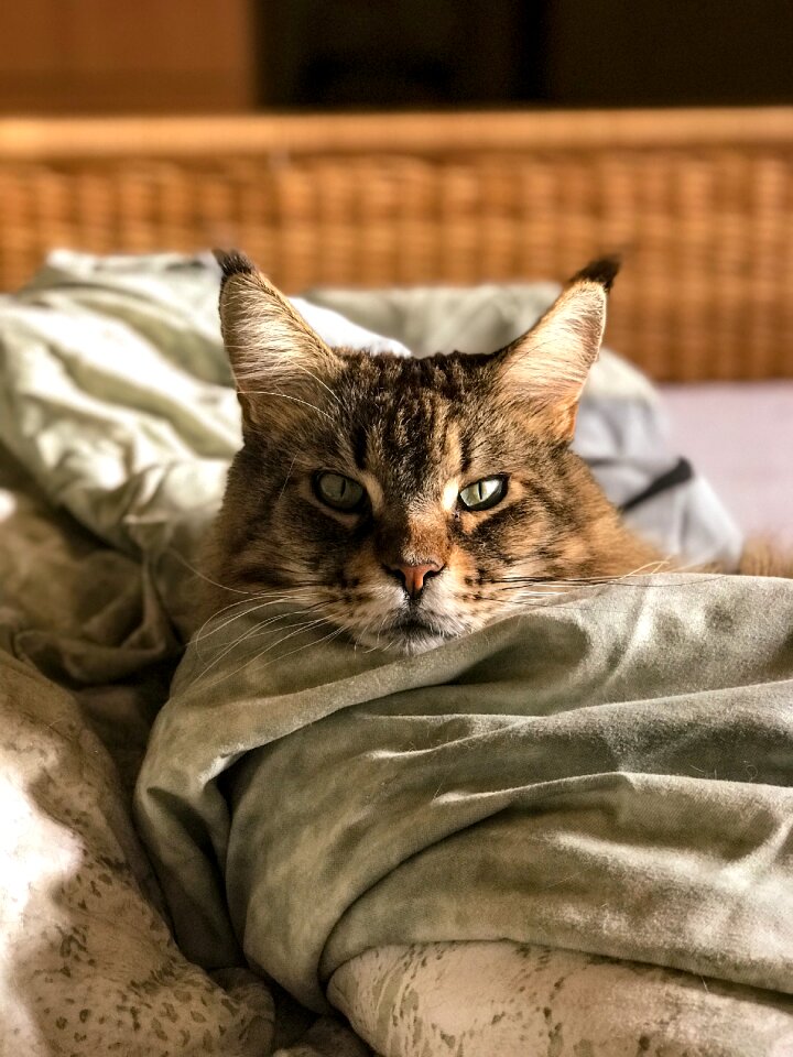 Cat portrait mammals