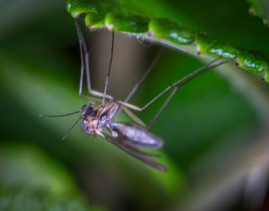The mosquito sheet upside-down