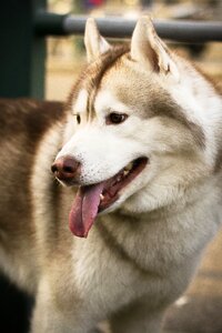Cute animal 犬科