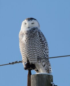 Owl beak snowy owl