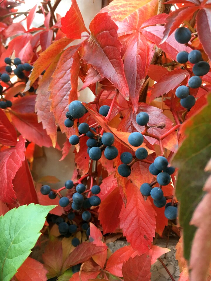 Leaf nature season
