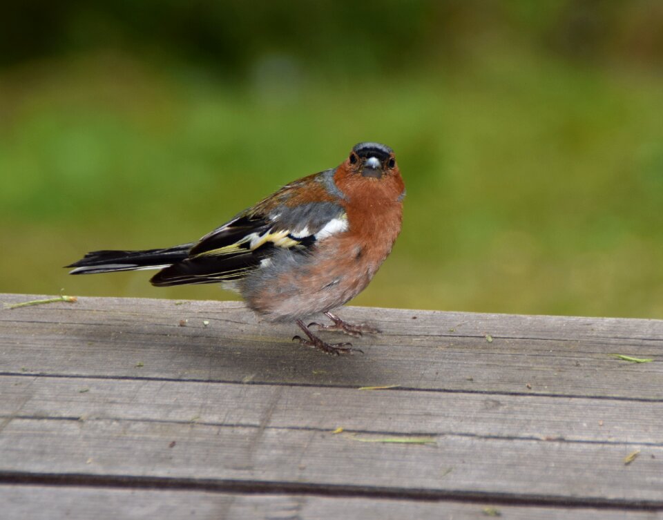 Animal songbird wild