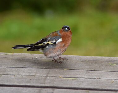 Animal songbird wild