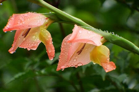 Plant flowers gladiolus photo