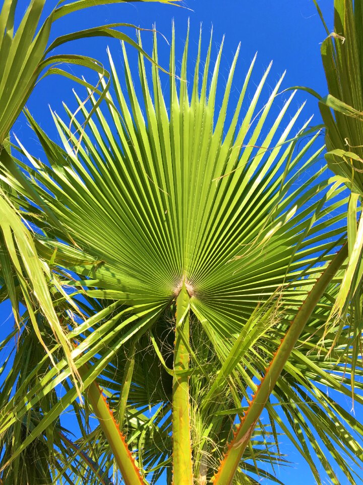 Palm summer nature