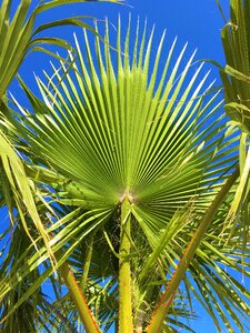 Palm summer nature