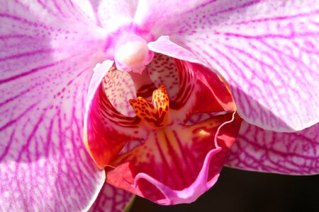 Leaf bright orchid photo