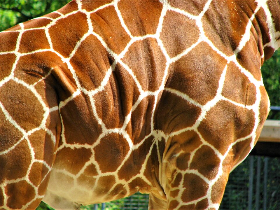Skin giraffe pattern