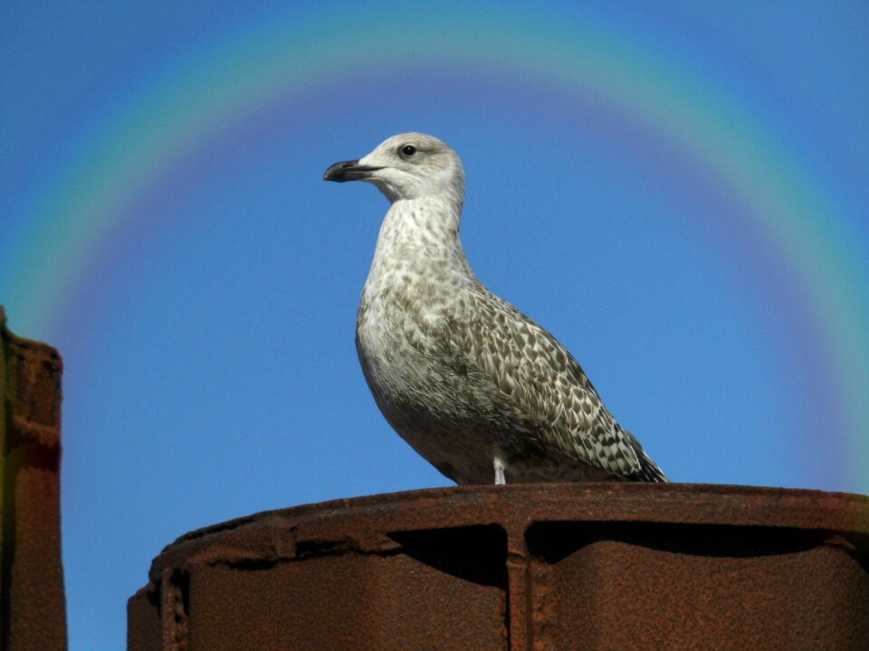 Nature bird animal world
