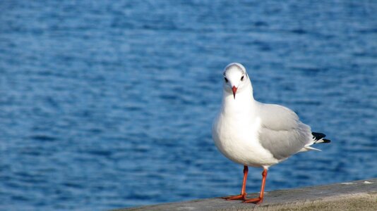 Bird nature seagull photo