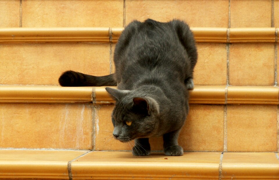 Cat animals pets