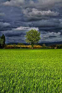 Prairie landscape field