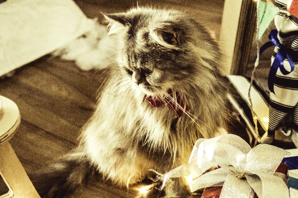 Cat animal pet