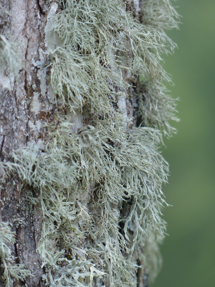 Tree bark shrub lichen species