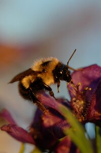 Bourdon female macro