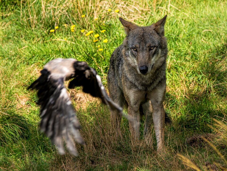 Wolf cut predators