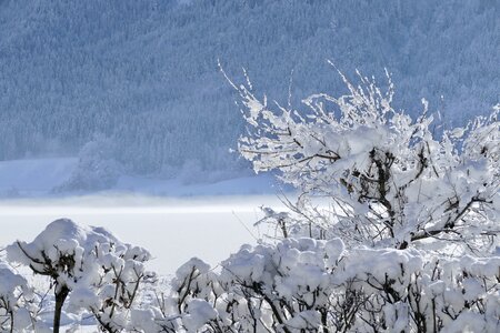 Frost tree lake photo