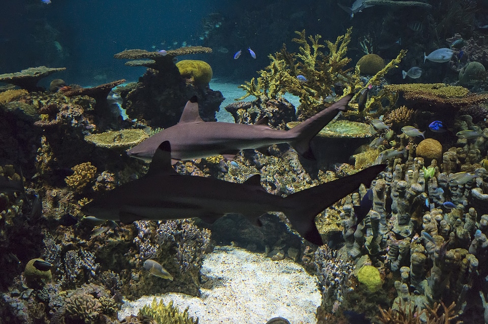 Coral underwater aquatic