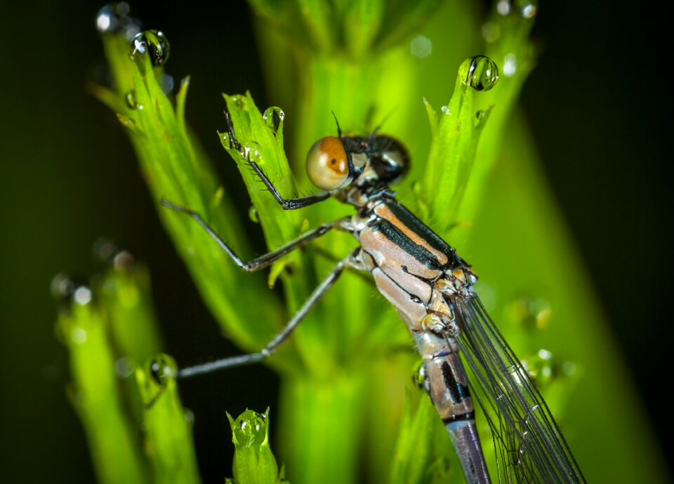 Outdoors dragonfly macro