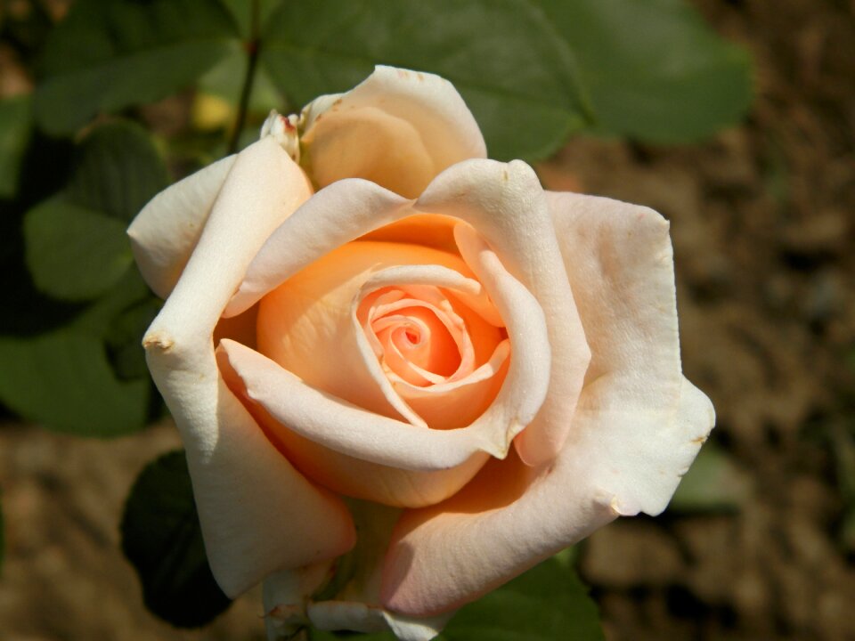 Flower rose garden