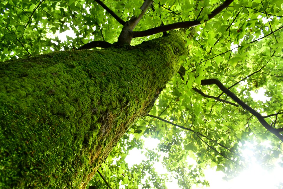 Wood leaf environment